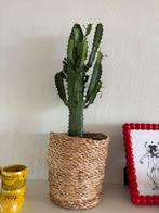 Cactus, Ophalen