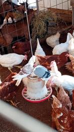 sierduiven, Dieren en Toebehoren, Meerdere dieren, Tuimelaar of Roller