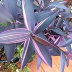 tradescantia pallida pink stripe stek, Huis en Inrichting, Kamerplanten, Ophalen of Verzenden, Overige soorten, Minder dan 100 cm