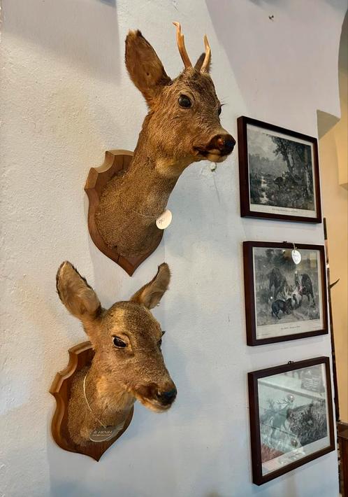 Opgezette ree kop met schild, muur deco, landelijk, Verzamelen, Dierenverzamelingen, Zo goed als nieuw, Gewei of Kop, Hert, Ophalen