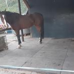 Stalmatten stalmat paard pony paardenbox 25,95, Dieren en Toebehoren, Stalling