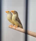 Binsenastrilden, Dieren en Toebehoren, Meerdere dieren, Geringd