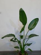 Strelitzia Reginae, Huis en Inrichting, Ophalen of Verzenden, Volle zon