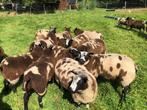 Zeer mooie bonte rammen ram dekram dek ram, Dieren en Toebehoren, Schapen, Geiten en Varkens, Mannelijk, Schaap, 0 tot 2 jaar