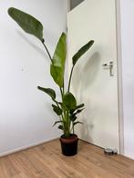 Strelitzia plant 170 cm hoog, Huis en Inrichting, Kamerplanten, Ophalen, Halfschaduw, 150 tot 200 cm