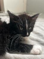 Half noorse boskat mogen gelijk mee, Dieren en Toebehoren, Katten en Kittens | Raskatten | Langhaar, Meerdere dieren, Ontwormd