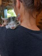 Lief poesje zoekt huisje, Dieren en Toebehoren, Katten en Kittens | Overige Katten, Poes, Kortharig, 0 tot 2 jaar