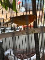 Kanarie met hoge kooi, Dieren en Toebehoren, Vogels | Overige Vogels, Vrouwelijk