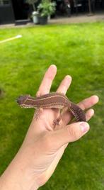 Blacknight tremper albino ph eclipse (lava/lava project), Hagedis, Tam, 3 tot 6 jaar