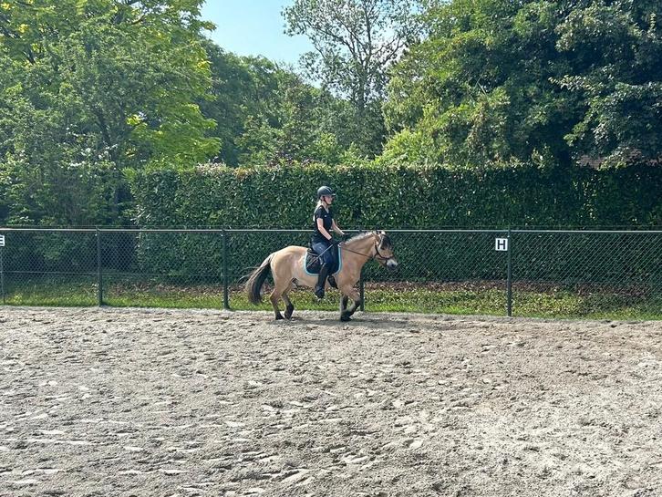 Verzorgpaard gezocht (verzorgster/bijrijder aangeboden), Dieren en Toebehoren, Paarden en Pony's | Verzorgingsproducten, Ophalen of Verzenden