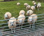 Texelse rammen te koop!, Dieren en Toebehoren, Schapen, Geiten en Varkens, Mannelijk, Schaap, 0 tot 2 jaar