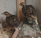 Koningsfazant koppel/los halfwas, Meerdere dieren, Overige soorten