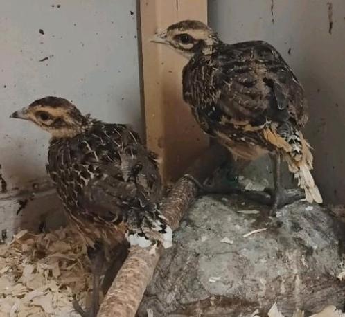 Koningsfazant koppel/los halfwas, Dieren en Toebehoren, Pluimvee, Overige soorten, Meerdere dieren