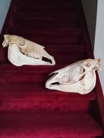 Paarden schedels, Ophalen of Verzenden, Nieuw, Paard, Schedel