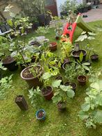 Verschillende fruıtbomen, Tuin en Terras, Planten | Fruitbomen, Ophalen