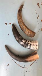 Koehoorns hoorn 20cm 3 stuks, Ophalen of Verzenden, Zo goed als nieuw, Beeldje of Figuurtje
