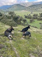 Duitse herder reu werklijn ( stamboom ), Particulier, Rabiës (hondsdolheid), Herder, Buitenland