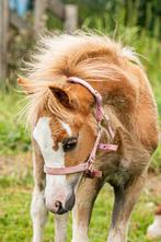 Lieve welsh A vos merrieveulen 6 mdn, Merrie, 0 tot 2 jaar, A pony (tot 1.17m), Onbeleerd