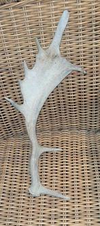 Oud Gewei - Decoratief Natuuritem, Ophalen of Verzenden