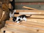 Schattige boerderijkitten(s), Dieren en Toebehoren, Katten en Kittens | Overige Katten, Poes, Kortharig, 0 tot 2 jaar