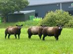 Stamboek blauwe texelaar dekrammen zwoeger/scrapie vrij, Dieren en Toebehoren, Schapen, Geiten en Varkens, Mannelijk, Schaap