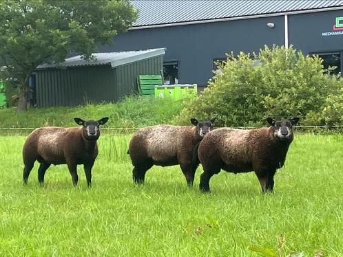 Stamboek blauwe texelaar dekrammen zwoeger/scrapie vrij, Dieren en Toebehoren, Schapen, Geiten en Varkens, Schaap, Mannelijk