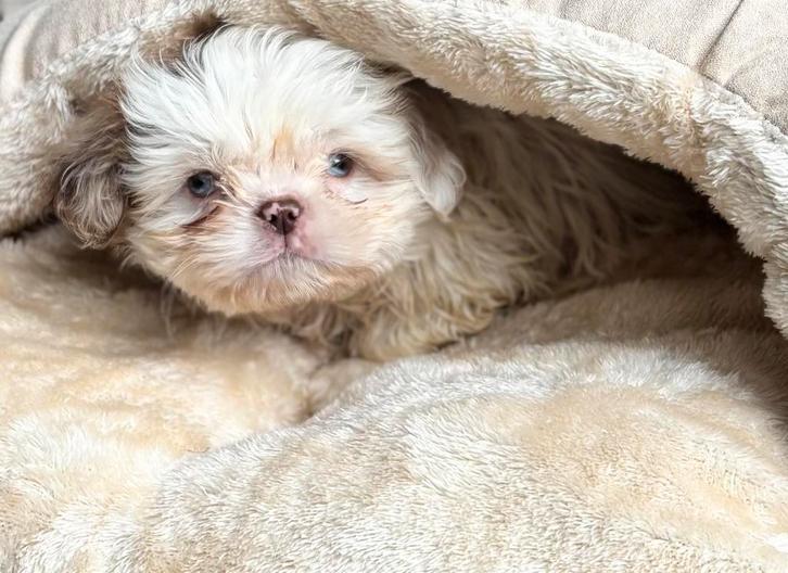 Shih Tzu pup, Dieren en Toebehoren, Honden | Chihuahua's en Gezelschapshonden, Teef, Overige rassen, Particulier, Eén hond, Nederland
