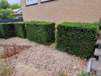 Buxus gratis af te halen, Tuin en Terras, Ophalen of Verzenden, Buxus, Minder dan 100 cm
