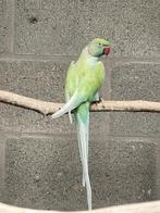 Halsbandparkiet, Dieren en Toebehoren, Vogels | Parkieten en Papegaaien, Geslacht onbekend, Parkiet