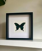Papilio palinurus vlinder opgezet, 25 x 25 cm zwarte lijst, Ophalen of Verzenden, Zo goed als nieuw, Overige typen, Minder dan 50 cm