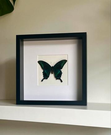 Papilio palinurus vlinder opgezet, 25 x 25 cm zwarte lijst beschikbaar voor biedingen