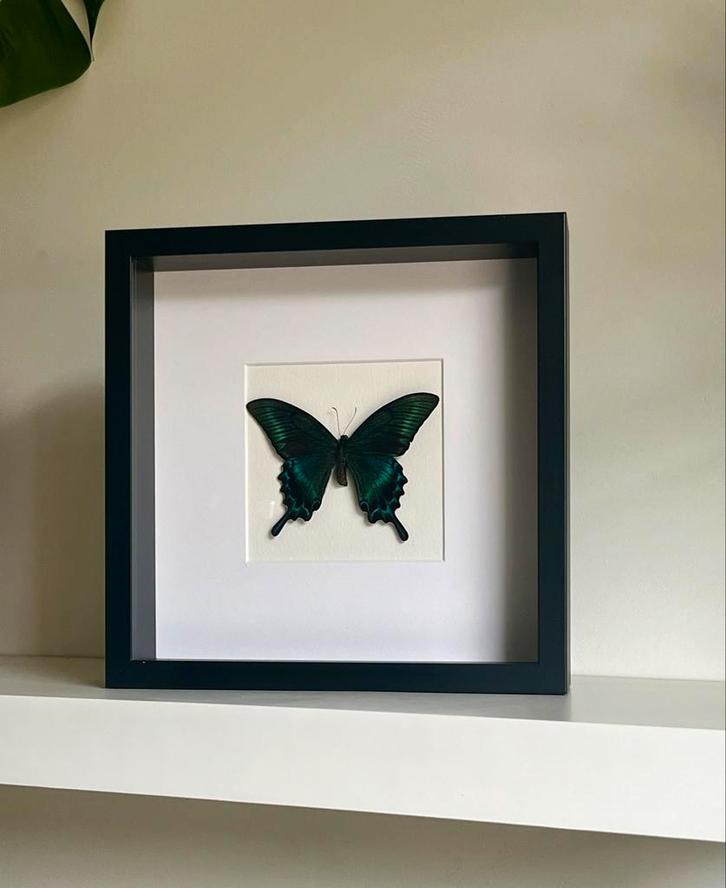 Papilio palinurus vlinder opgezet, 25 x 25 cm zwarte lijst, Huis en Inrichting, Woonaccessoires | Schilderijen, Tekeningen en Foto's
