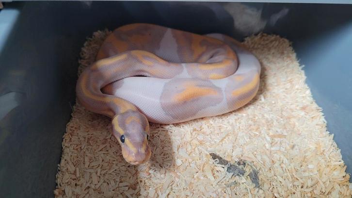 0.1 Coral Glow (/Banana) Piebald          python regius ball, Dieren en Toebehoren, Reptielen en Amfibieën, Slang