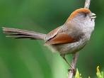 Grijskeeldiksnavelmees - sinosuthora alphonsiana, Meerdere dieren, Tropenvogel, Geringd