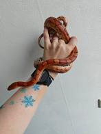 Volwassen rattenslang man uit 2020, Dieren en Toebehoren, Reptielen en Amfibieën, Slang, 3 tot 6 jaar