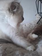 Heilige birmaan kittens, Meerdere dieren, Ingeënt