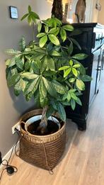 Prachtige geldboom exclusief mand, Huis en Inrichting, Ophalen, Halfschaduw, Minder dan 100 cm