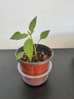 Chilli Peper plant, Tuin en Terras, Planten | Tuinplanten, Ophalen, Volle zon, Groenteplanten, Eenjarig
