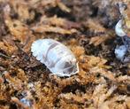 Armadillidium nasatum 'Dalmation', Dieren en Toebehoren, Insecten en Spinnen, Overige soorten