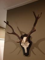 Damhert gewei. Landelijk hert muurdecoratie mancave, Ophalen of Verzenden, Zo goed als nieuw, Hert, Gewei of Kop