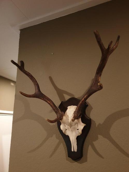 Damhert gewei. Landelijk hert muurdecoratie mancave, Verzamelen, Dierenverzamelingen, Zo goed als nieuw, Gewei of Kop, Hert, Ophalen of Verzenden