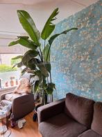 strelitzia 2.20 hoog, Huis en Inrichting, Kamerplanten, Ophalen of Verzenden, Overige soorten, 200 cm of meer