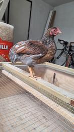 Gratis Prachtige wyandotte krielhaan 15 weken oud, Dieren en Toebehoren, Pluimvee, Mannelijk, Kip
