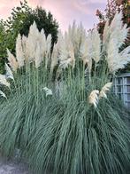 2 grote pampas planten / pampas (Cortaderia selloana), Ophalen, Volle zon, Vaste plant, Siergrassen