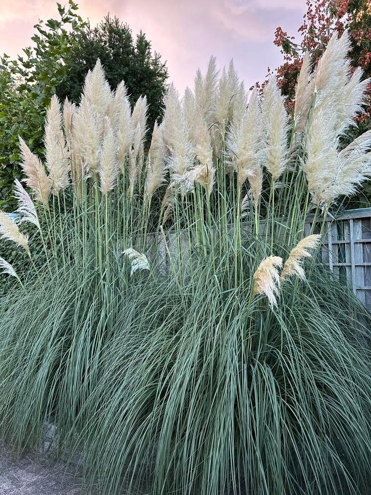 2 grote pampas planten / pampas (Cortaderia selloana), Tuin en Terras, Planten | Tuinplanten, Vaste plant, Siergrassen, Volle zon