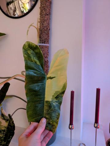 Philodendron Burl Marx Variegata beschikbaar voor biedingen