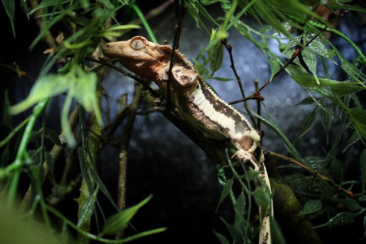 0.1 tricolor lillywhite RTB wimpergekko