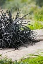 Vaste planten: zwart gras Ophiopogon planiscapus 'niger', Tuin en Terras, Ophalen, Herfst, Vaste plant, Siergrassen