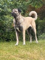 Kangal Turkse herder Anatolische herder, Dieren en Toebehoren, 6 jaar of ouder, Sheepdog, Rabiës (hondsdolheid), Teef