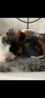 Superlieve Ch teddy cavia’s!, Dieren en Toebehoren, Cavia, December, Meerdere dieren, Tam